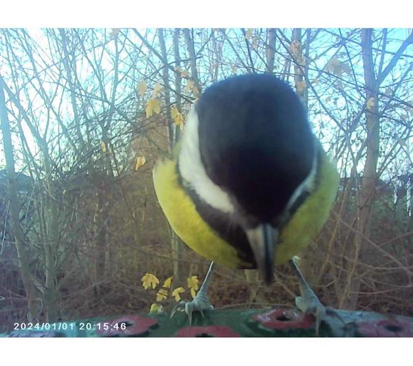 DENVER BFC-1200 Smart Camera Bird Feeder with Solar Roof - Green