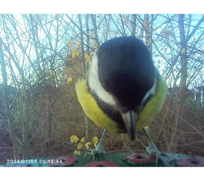 DENVER BFC-1200 Smart Camera Bird Feeder with Solar Roof - Green