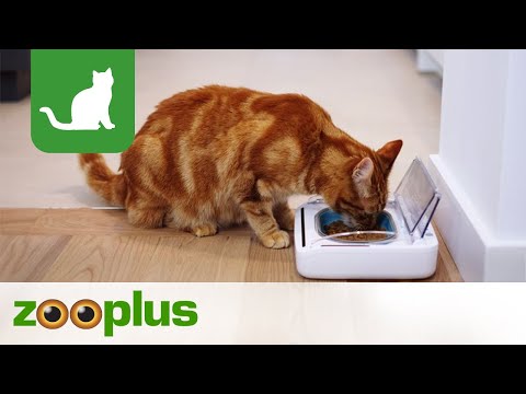 SureFeed Sealed Pet Bowl